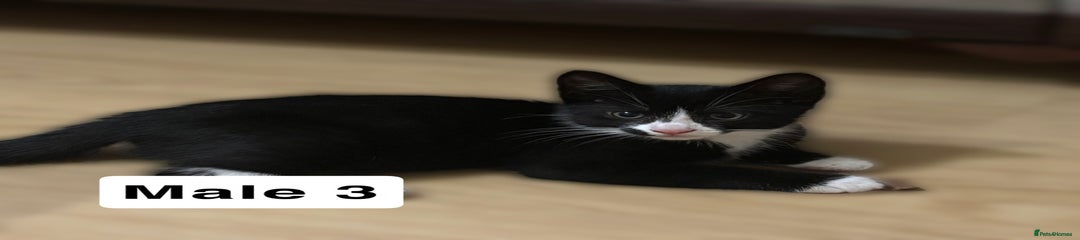 Mixed Breed Kitten 3