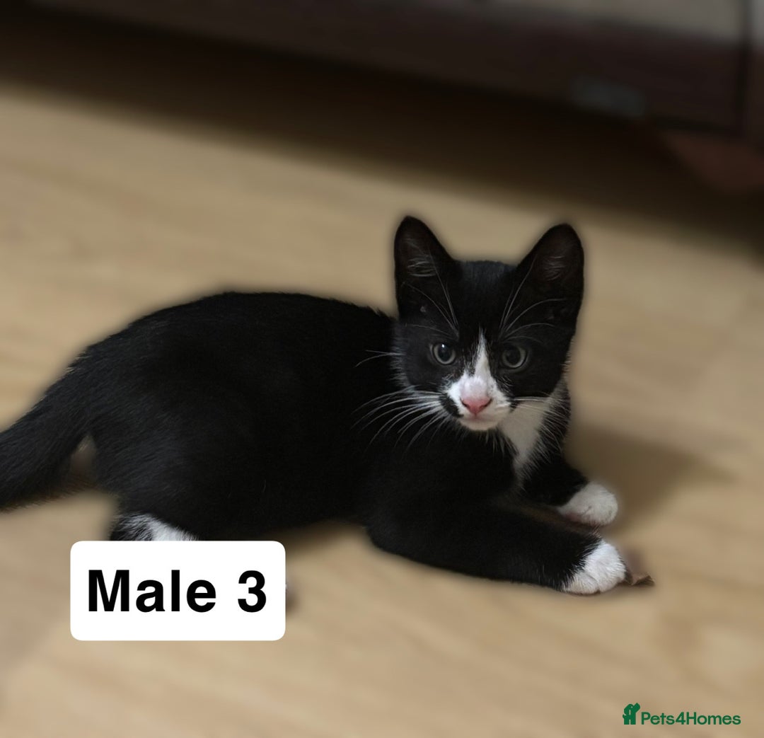 Mixed Breed cats for sale: Purrfect Little kittens Looking for Loving Homes - Image 4