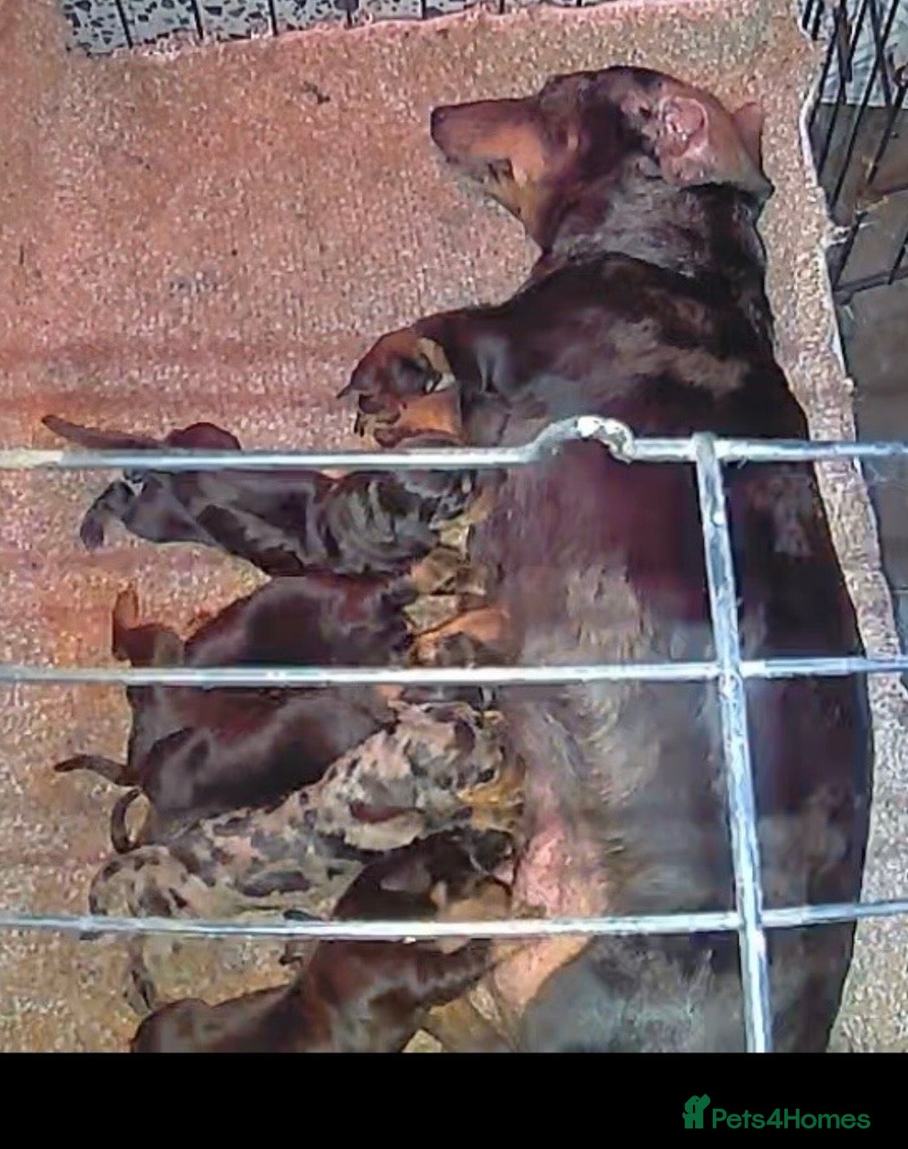 Miniature Dachshund dogs Miniature Dachshund  - Advert 8