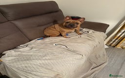 French Bulldog dogs for sale: French bulldog bitch - Image 2