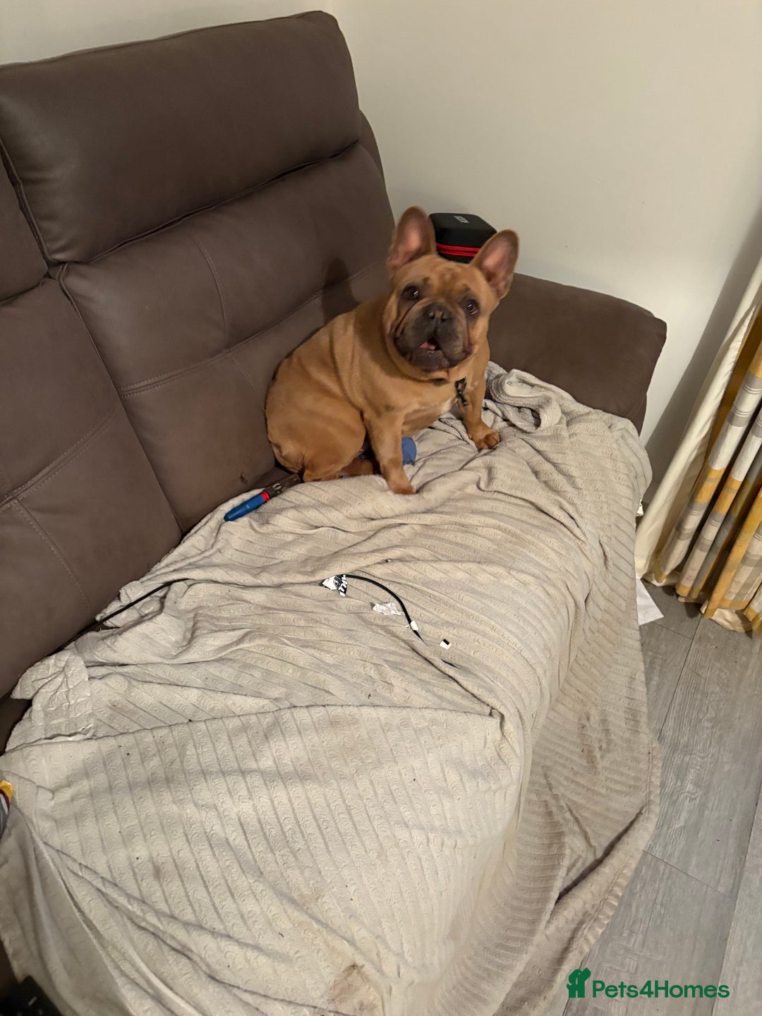 French Bulldog dogs for sale: French bulldog bitch - Image 2