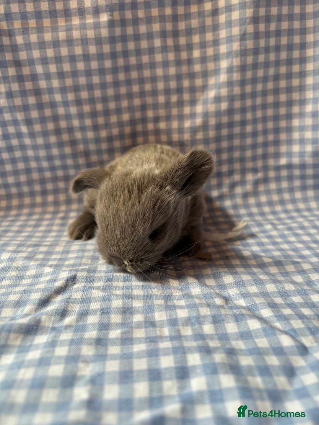 Mini Lop rabbits for sale: Pure bred mini lop babies  - Image 11