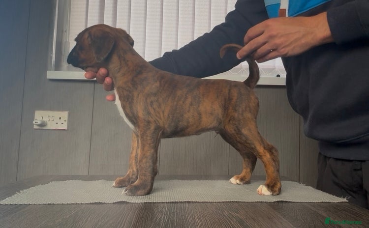 Boxer dogs - Advert 2