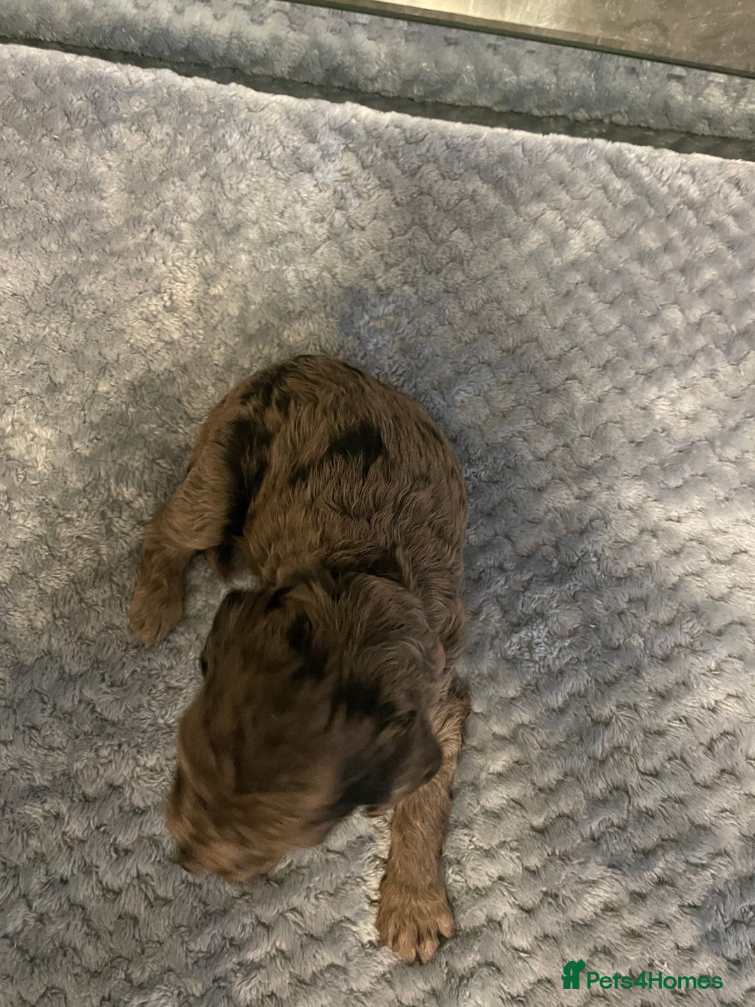 Cockapoo dogs for sale: 5 ⭐️ Cockapoo Puppies for 5 ⭐️ homes only - Image 9