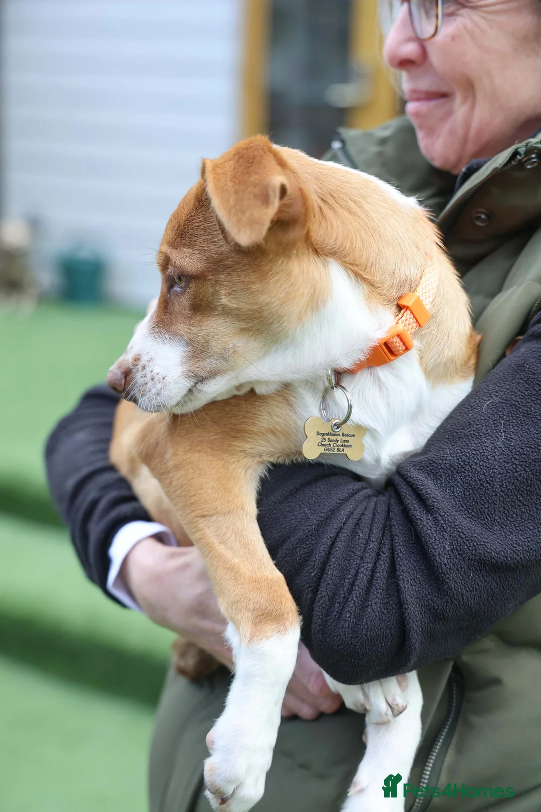 Mixed Breed dogs for adoption: Little Lad Loxy in Hook - Advert 2