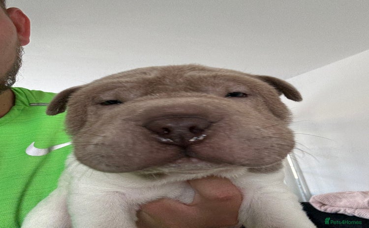 Shar Pei dogs - Advert 1