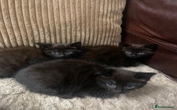 Mixed Breed cats for sale: BLACK KITTENS - Image 2