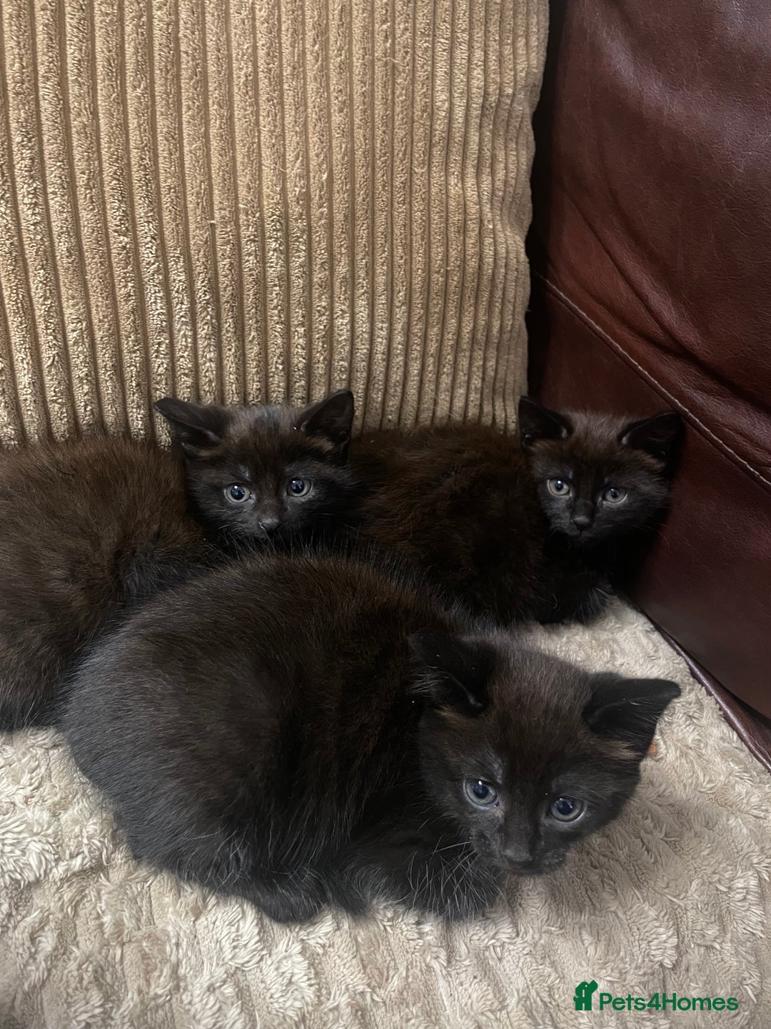 Mixed Breed cats for sale: BLACK KITTENS - Image 2