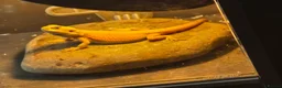 Bearded Dragon reptiles for sale: Baby bearded dragons  - Advert 8