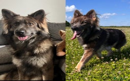 German Shepherd dogs for sale: German Shepherd Puppies, Ready to leave next week - Image 9