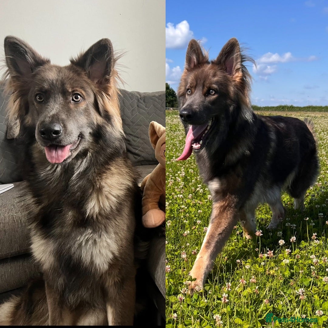 German Shepherd dogs for sale: German Shepherd Puppies, Ready to leave next week - Image 9