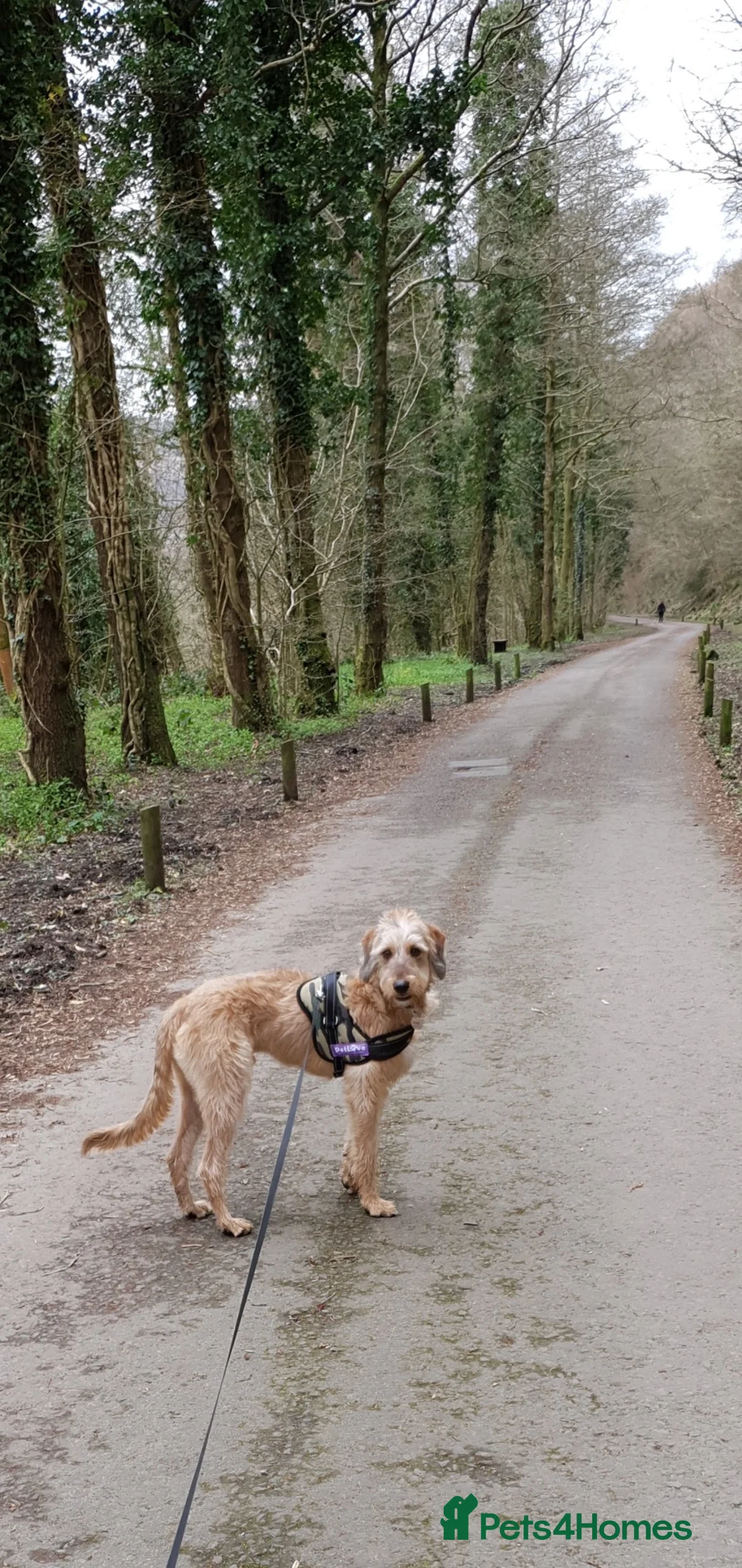 Mixed Breed dogs for sale: Loving Lurcher X Poodle in Abertillery - Advert 2