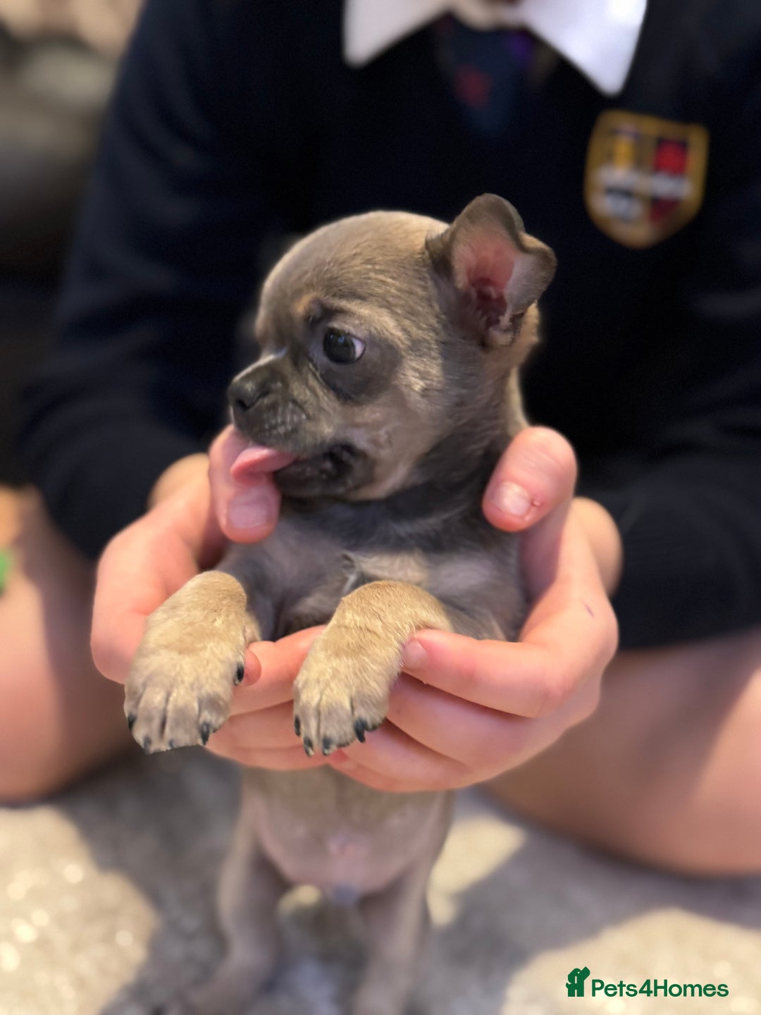 Chihuahua dogs for sale: Blue fawn male chihuahua puppy - Advert 3