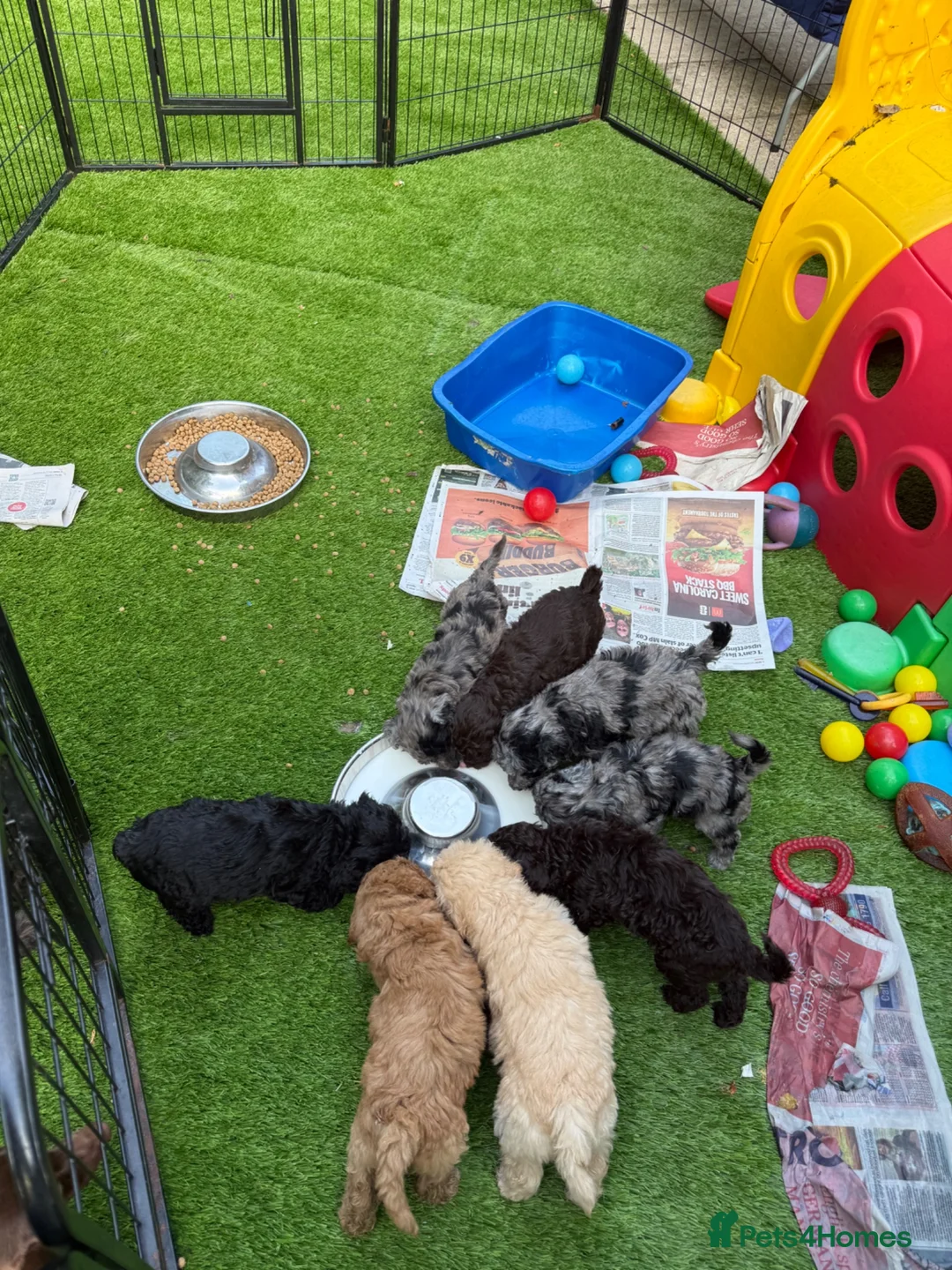 Labradoodle dogs for sale: Our Therapy Dog has had a litter of Labradoodles  - Advert 1