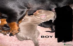 Miniature Dachshund dogs for sale: Miniature Dachshunds  - Image 6