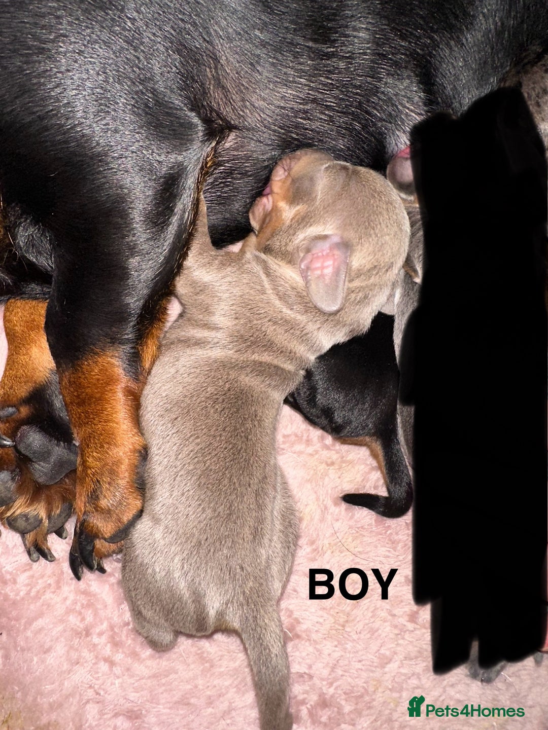 Miniature Dachshund dogs for sale: Miniature Dachshunds  - Image 6