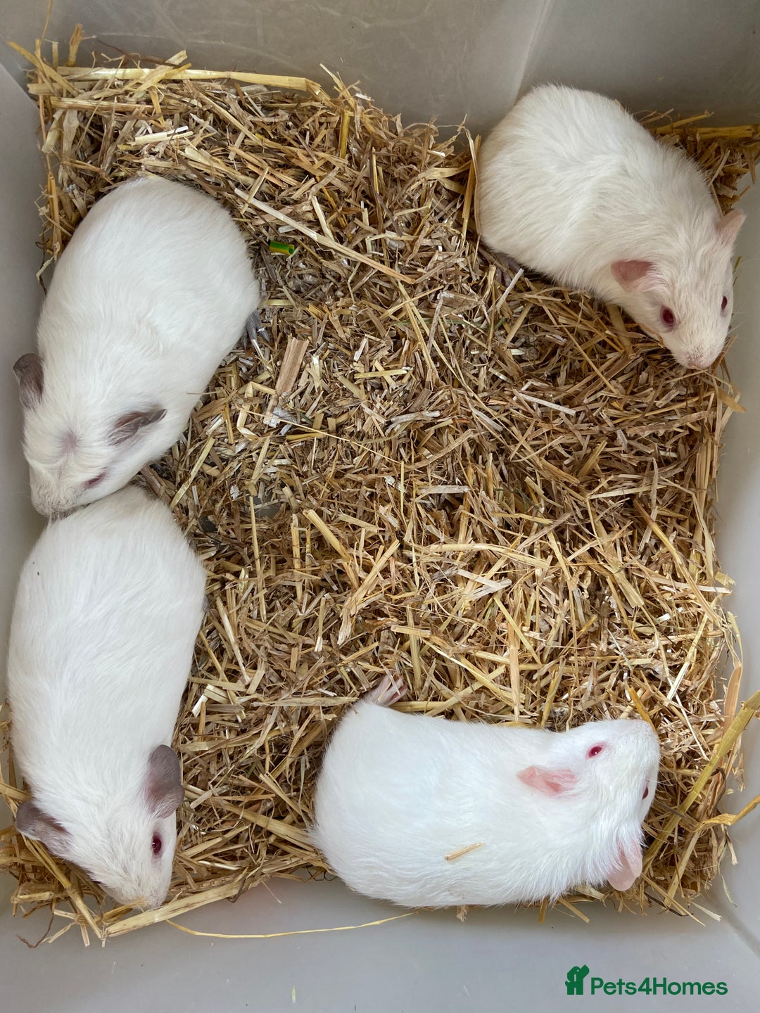 Guinea Pig rodents for sale: Baby Female Guinea Pigs For Sale - Image 6