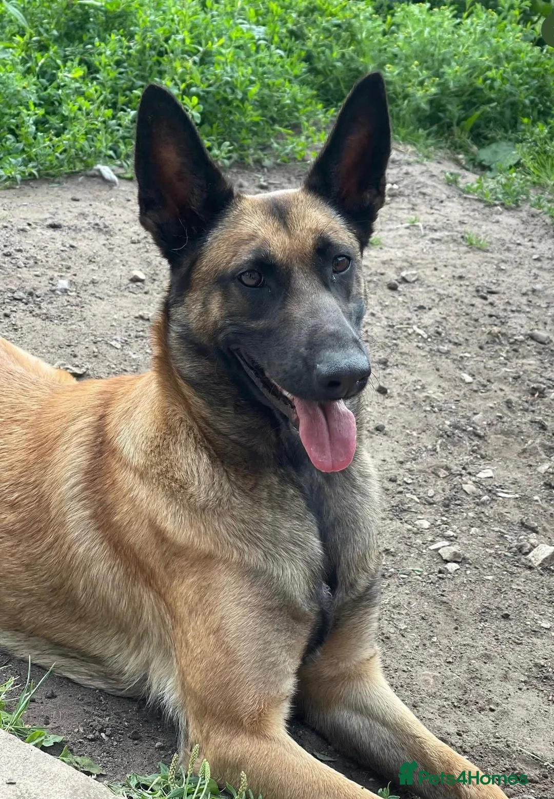 Mixed Breed dogs for sale: 4 very beautiful pups  - Advert 1