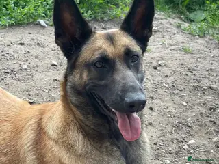 Mixed Breed dogs 4 very beautiful pups - Advert 6