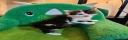 Maine Coon cats for sale: Maine Coon  - Advert 27