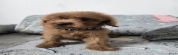 Cavapoo dogs for sale: 🐶Amazing cavapoo pups for sale🐶 - Advert 23