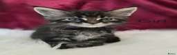 Maine Coon cats for sale: 6 TICA registered Maine Coon kittens. - Advert 24