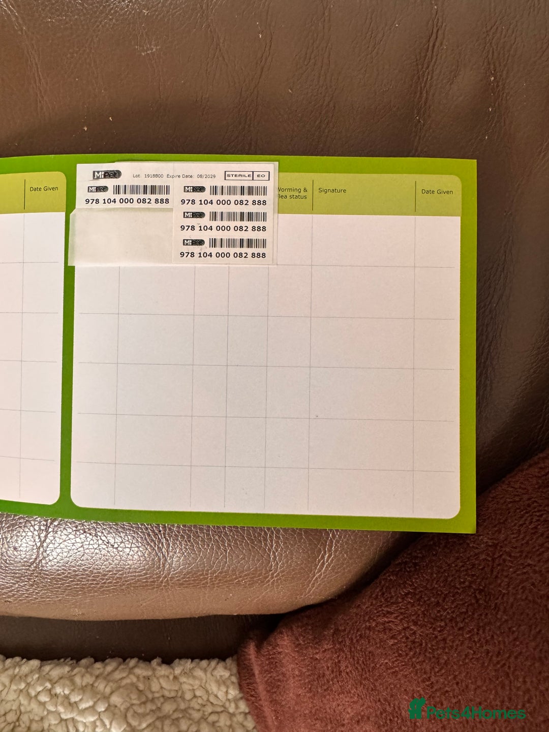 British Shorthair cats for sale: Luna looking for a lovely new family - Advert 10