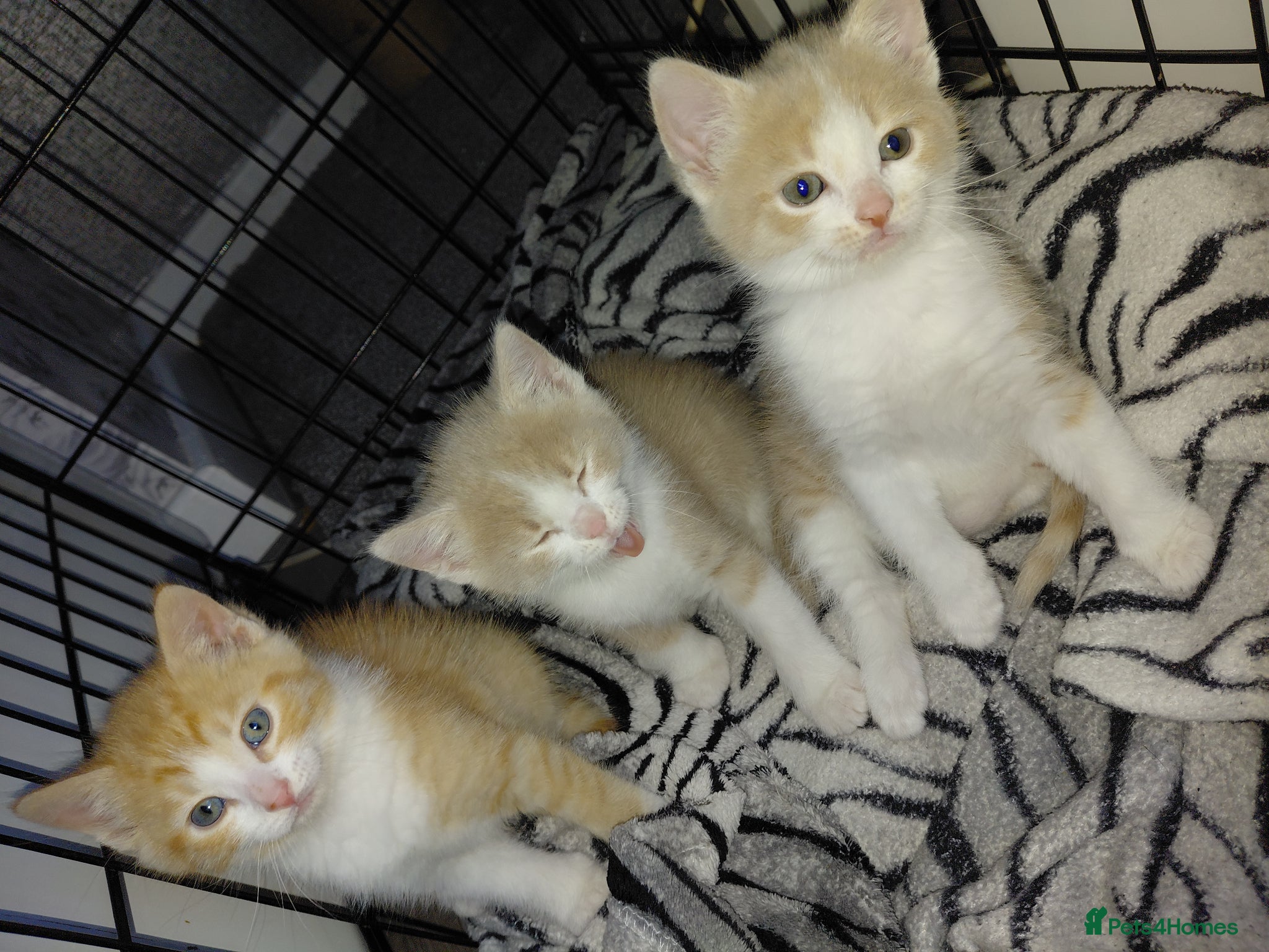 Mixed Breed cats 1/4 main coon kittens  - Advert 2