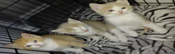 Mixed Breed cats for sale: 1/4 main coon kittens  in Fleetwood - Advert 12