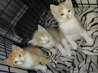 Mixed Breed cats 1/4 main coon kittens - Advert 2