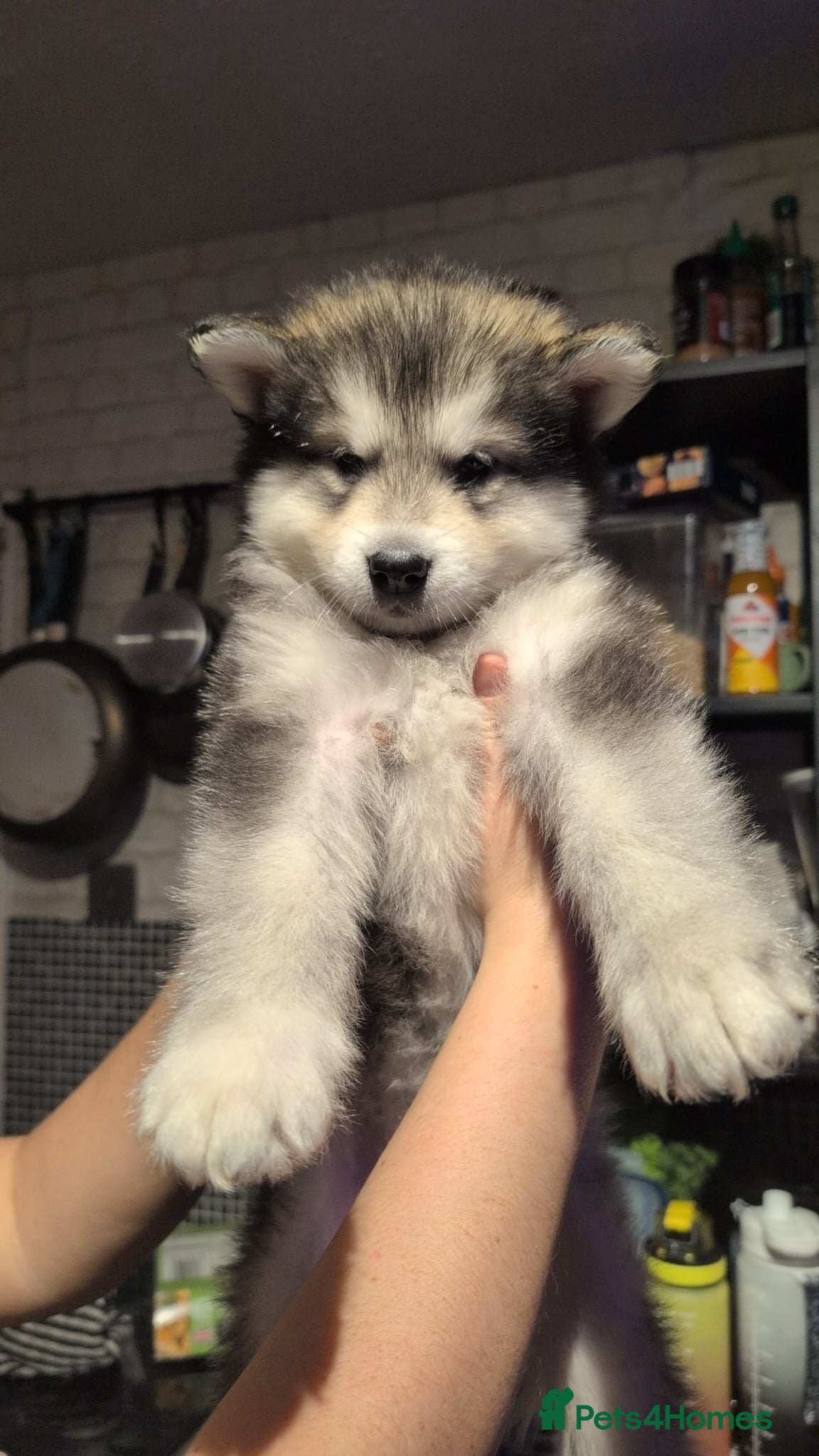 Alaskan Malamute dogs 2 left KC Alaskan malamute puppies champion lines - Advert 1