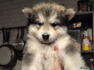 Alaskan Malamute dogs 2 left KC Alaskan malamute puppies champion lines - Advert 2