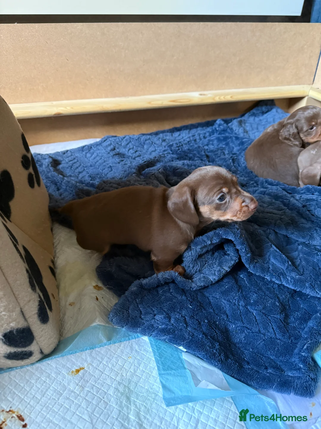 Miniature Dachshund dogs for sale: Miniature dachshund puppies!  - Advert 13