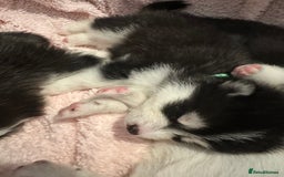 Pomsky dogs for sale: F4 beautiful puppy pomskie blue eyes - Image 16