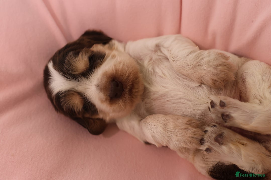 Cocker Spaniel dogs for sale: Beautiful family SHOW cocker spaniels - Image 12
