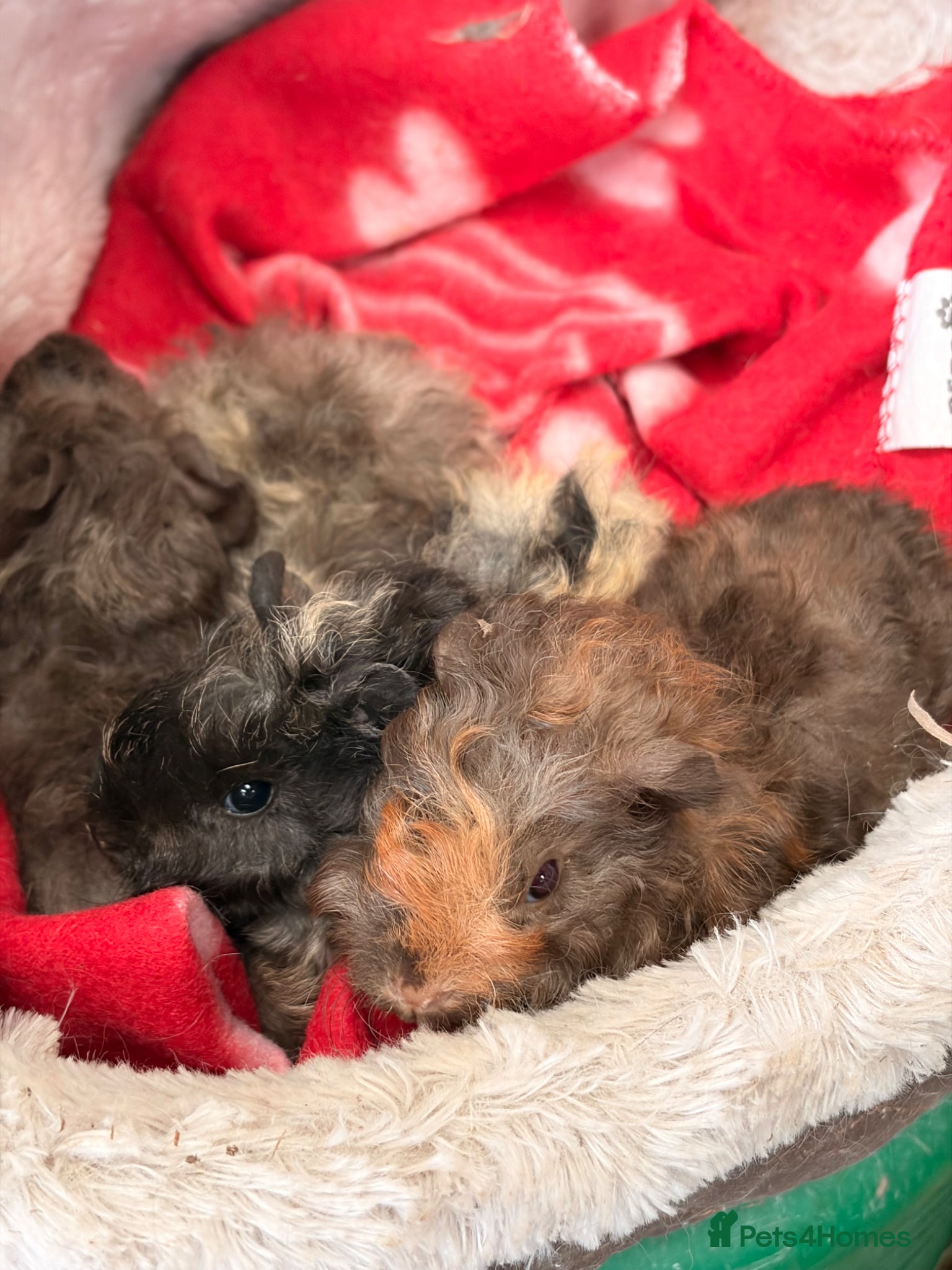Guinea Pig rodents for sale: BEAUTIFUL BABY BOY GUINEA PIGS - Advert 23