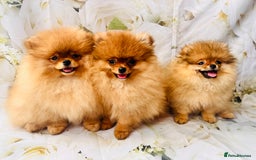 Pomeranian dogs for sale: 💗Last girl left! Royal Orange Pomeranian Pedigree - Image 32