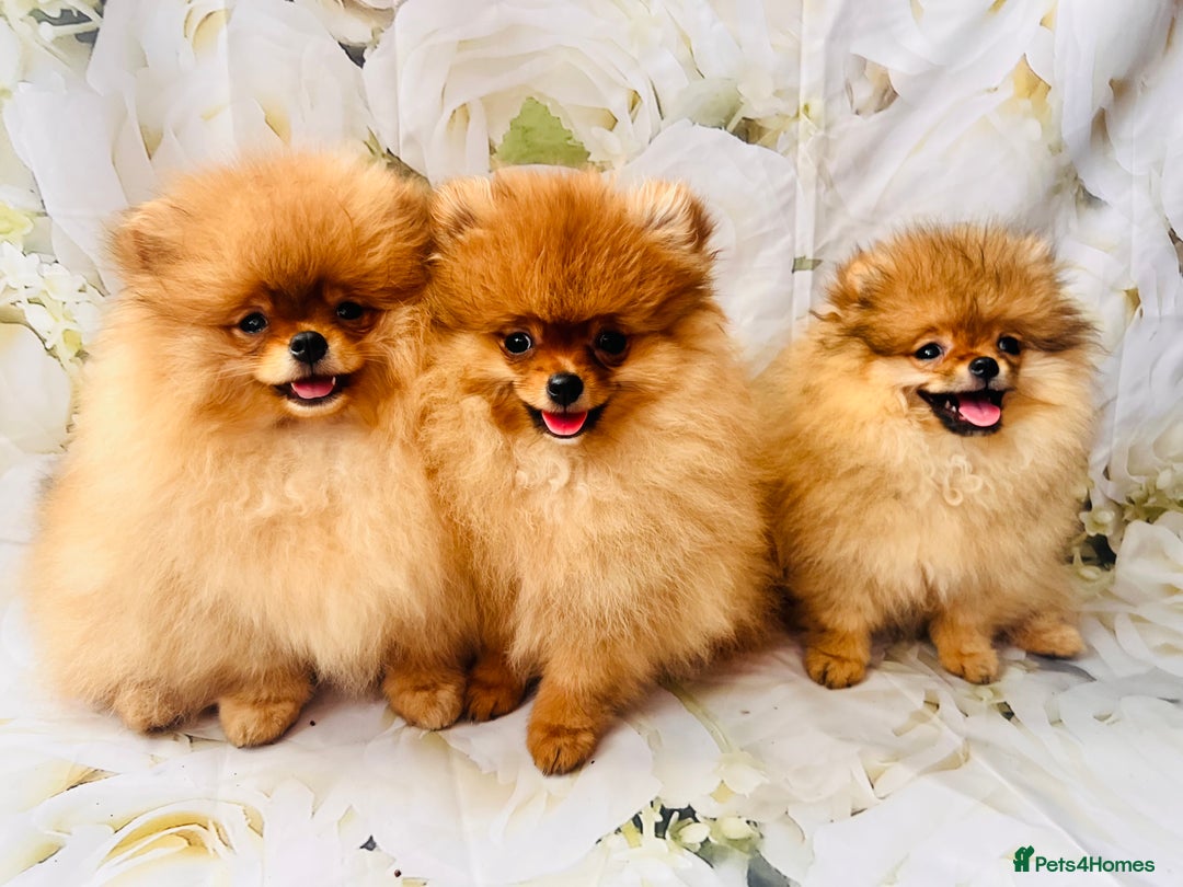 Pomeranian dogs for sale: 💗Last girl left! Royal Orange Pomeranian Pedigree - Image 32