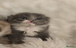 Scottish Fold cats for sale: Beautiful Scottish fold babies - Image 3