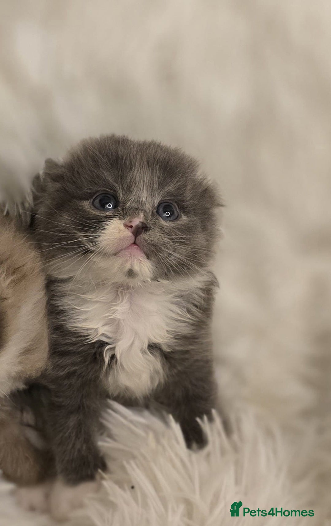 Scottish Fold cats for sale: Beautiful Scottish fold babies - Image 3