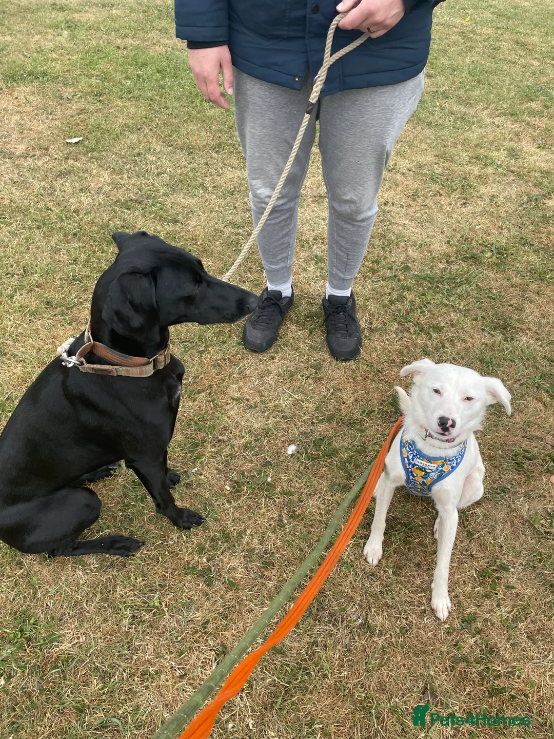 Mixed Breed dogs for adoption: Meet Clove, currently residing in Cheshire  - Advert 14