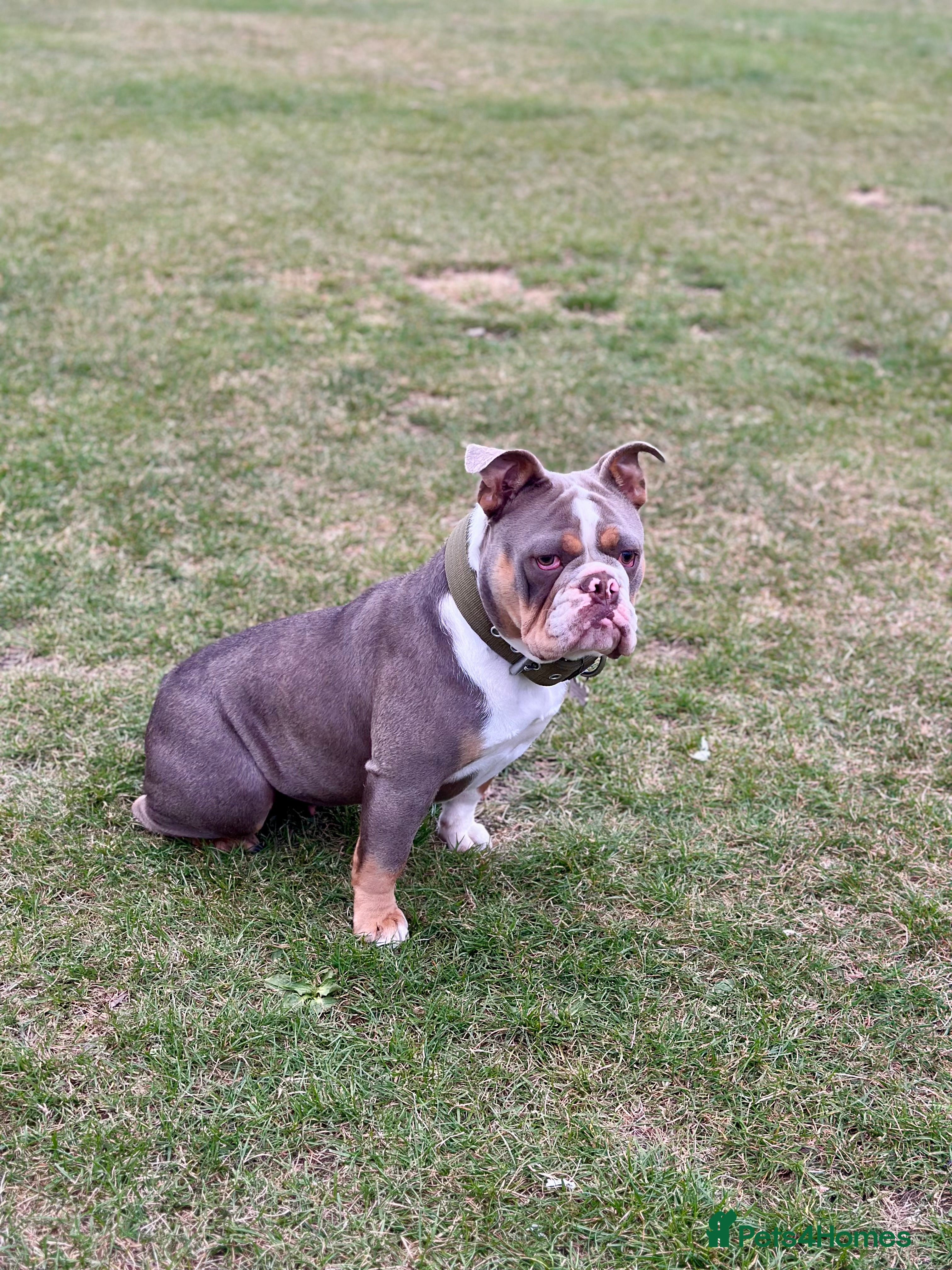 English Bulldog dogs BEAUTIFUL LILUC TRI + LILUC TRI MEARL BULLDOGS - Advert 1