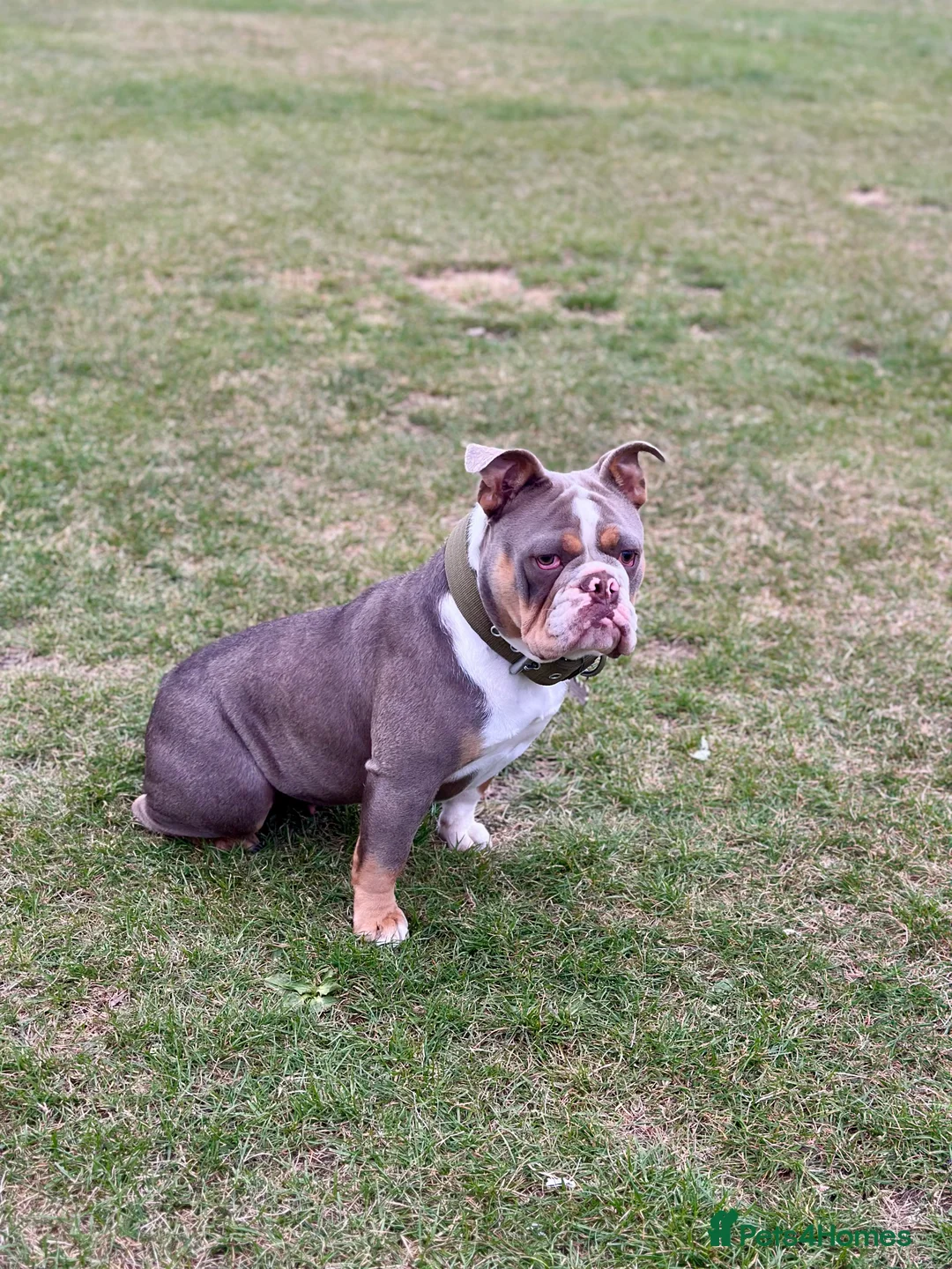 English Bulldog dogs for sale: BEAUTIFUL LILUC TRI + LILUC TRI MEARL BULLDOGS - Advert 1