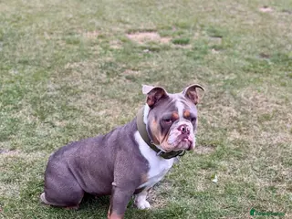 English Bulldog dogs BEAUTIFUL LILUC TRI + LILUC TRI MEARL BULLDOGS - Advert 3