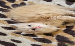 Siberian cats for sale: 9 beautiful Siberian kittens  - Image 3