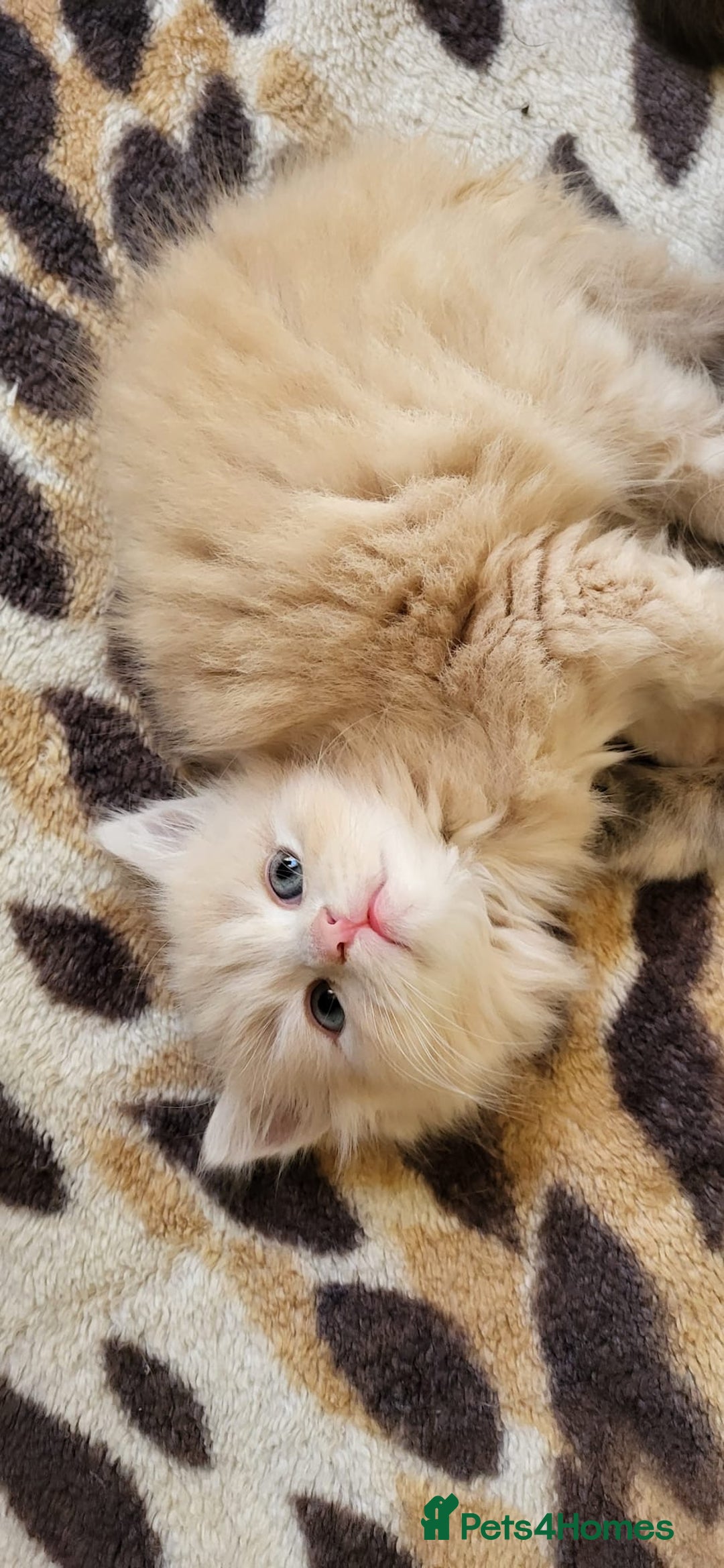 Siberian cats for sale: 9 beautiful Siberian kittens  - Image 3