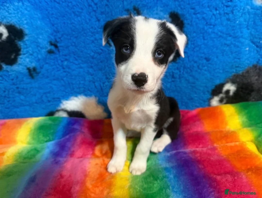 Border Collie dogs for sale: 💖 KC Reg 💖 Agility/Sports Border Collies 💖 in Buxton - Advert 2