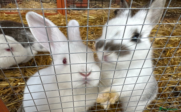 English Lop rabbits - Advert 1