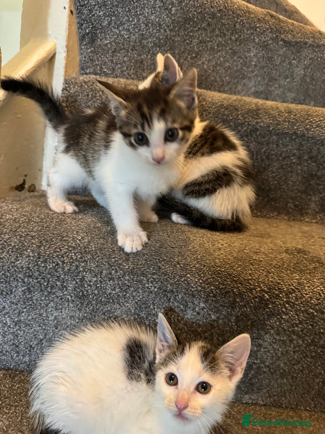 Mixed Breed cats for sale: 3 adorable little kittens ready for forever homes - Image 7