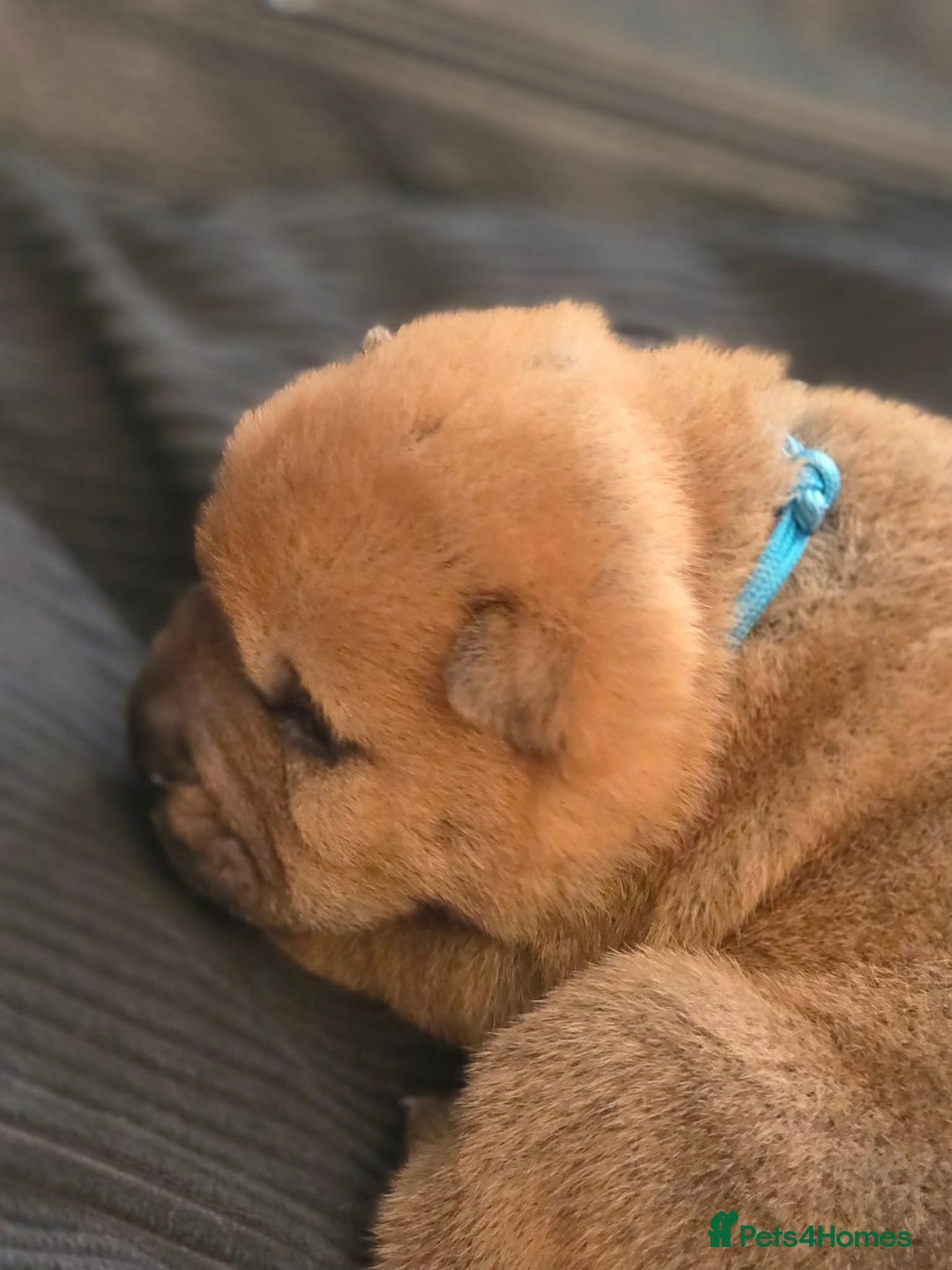 Mixed Breed dogs for sale: Chow Pei puppies - Advert 31